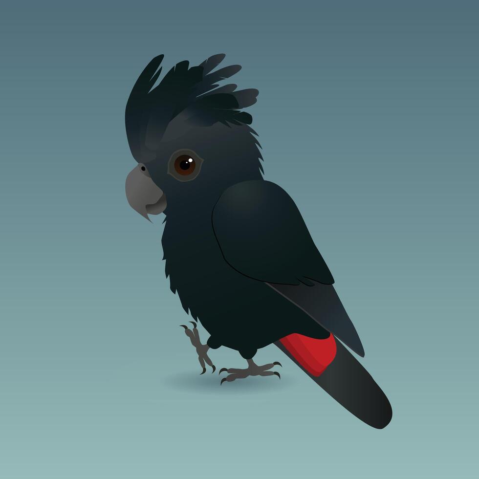 An illustration of a red tailed black cockatoo. Is is a male bird. He is holding one paw up, and he looks very cute. Pale blue gradient background. vector