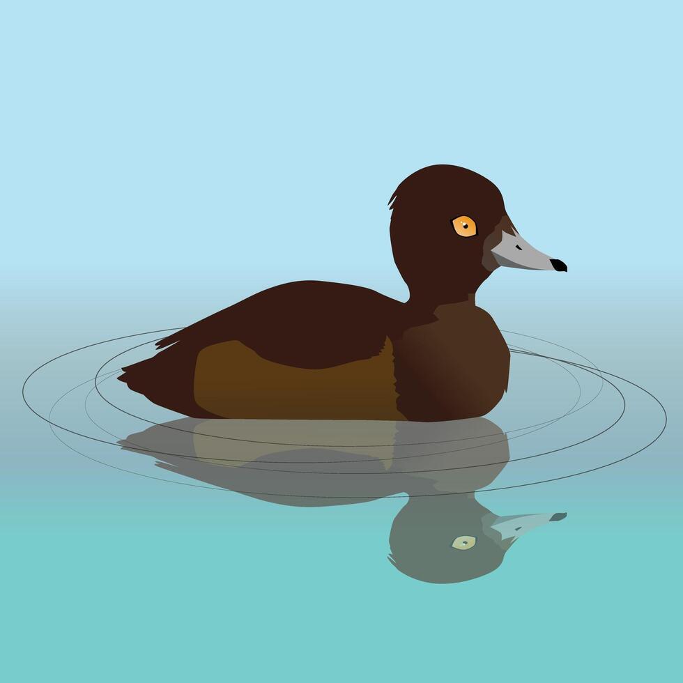 An illustration of a female tufted duck swimming in the water. Her reflection is visible in the water. vector