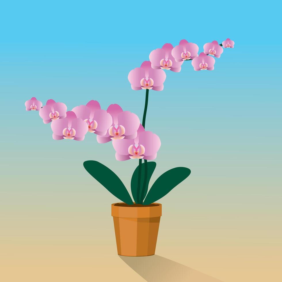 A pink Orchidaceae plant in a terracotta pot vector
