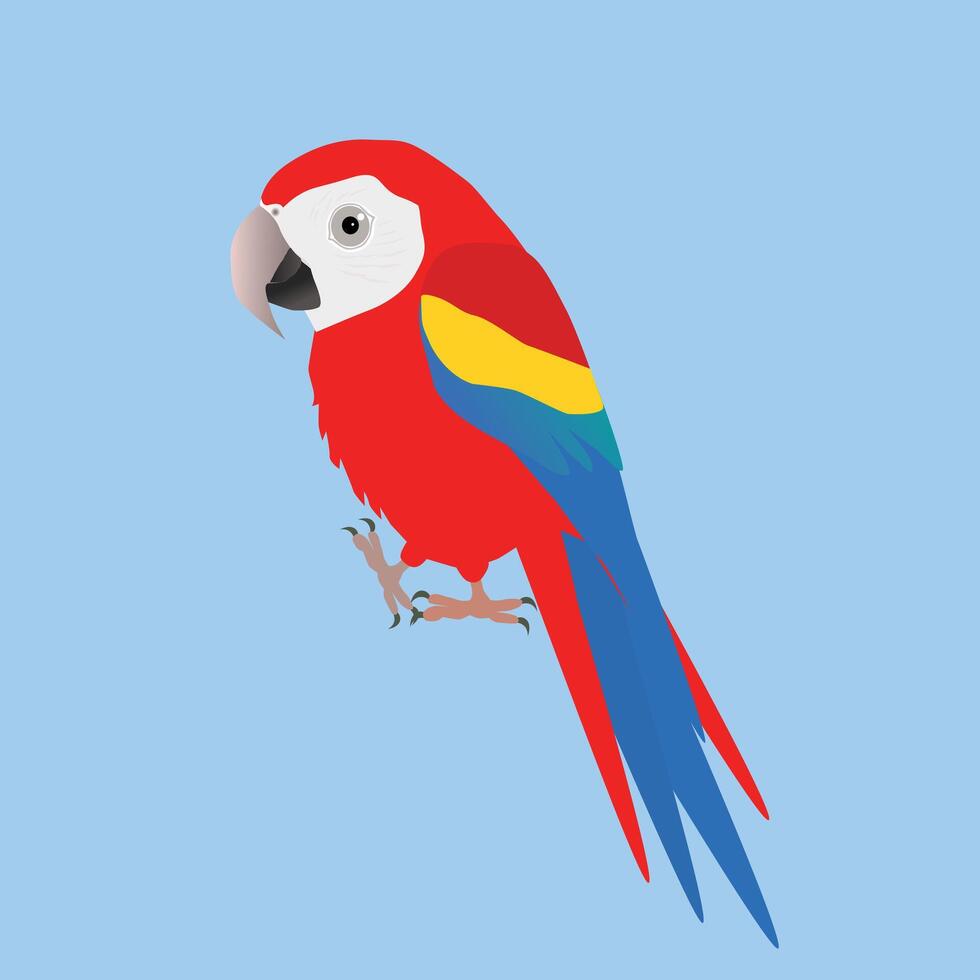 An illustration of a funny and cute scarlet macaw, cartoon style vector