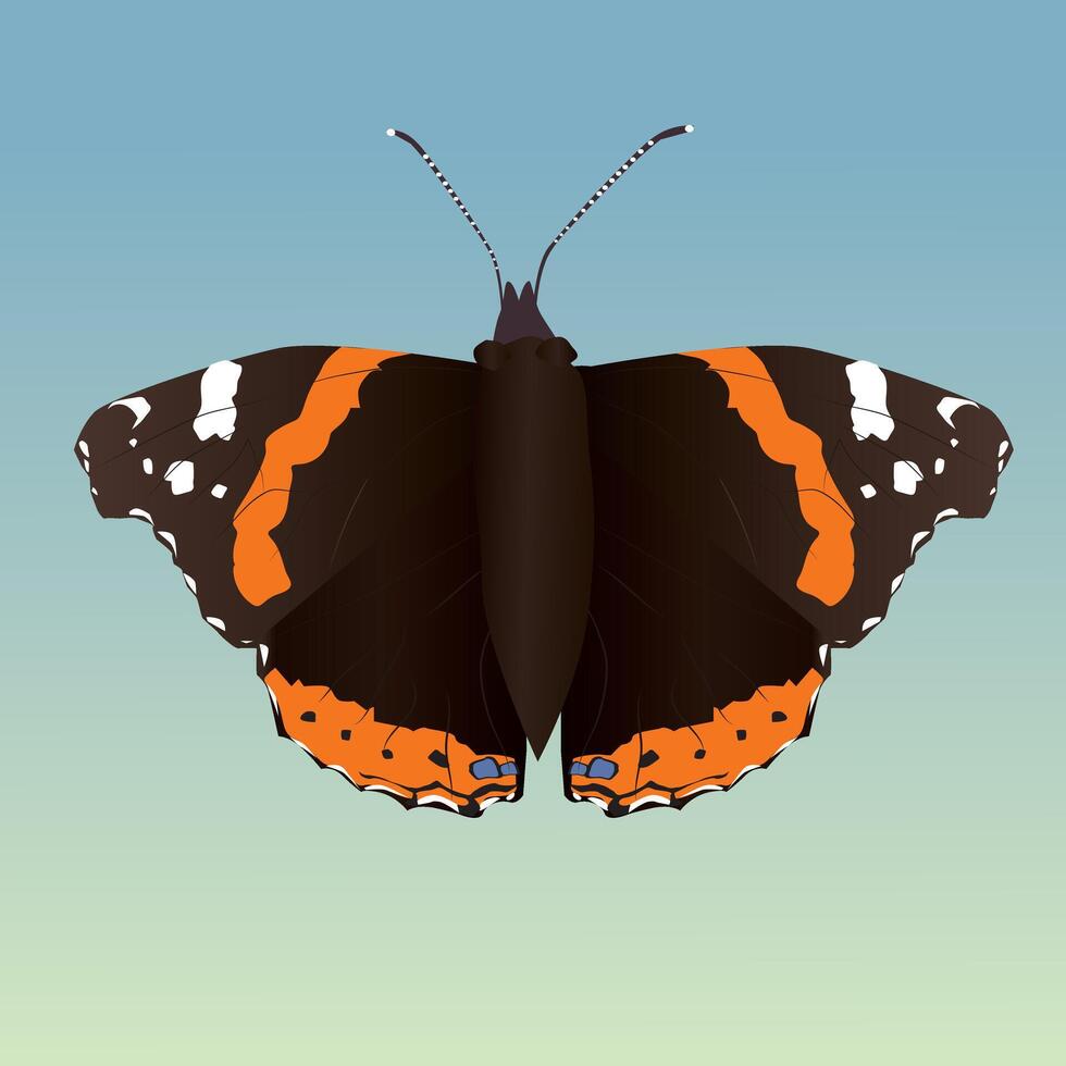 An illustration of a Vanessa atalanta butterfly on a pale green and blue background vector