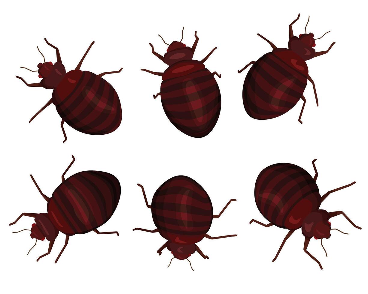 Set of enlarged bed bugs. vector