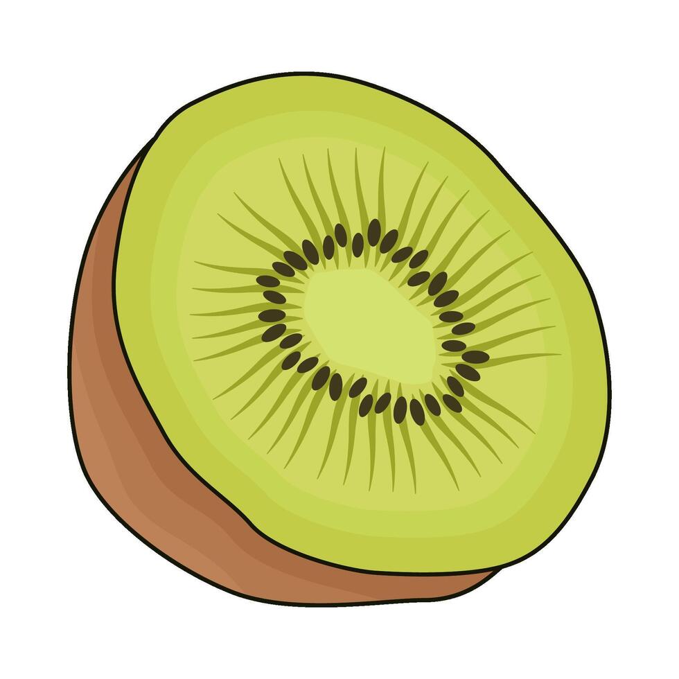 illustration of kiwi vector