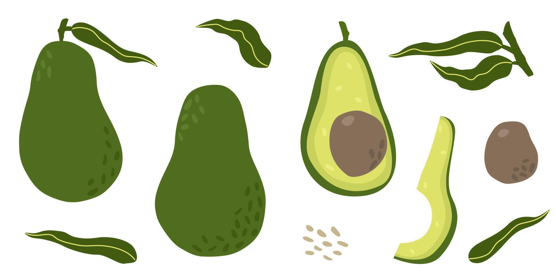 Hand drawn Avocado set. Whole and half cut with core and leaves. isolated elements on white background. flat illustration, organic food concept vector