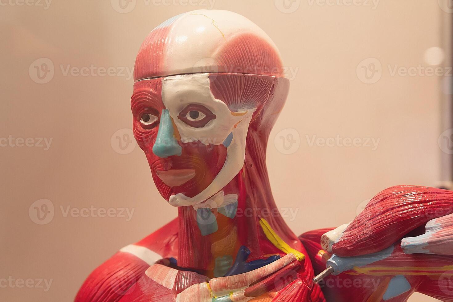 Human internal organs dummy, training dummy, detail of the uscular system photo