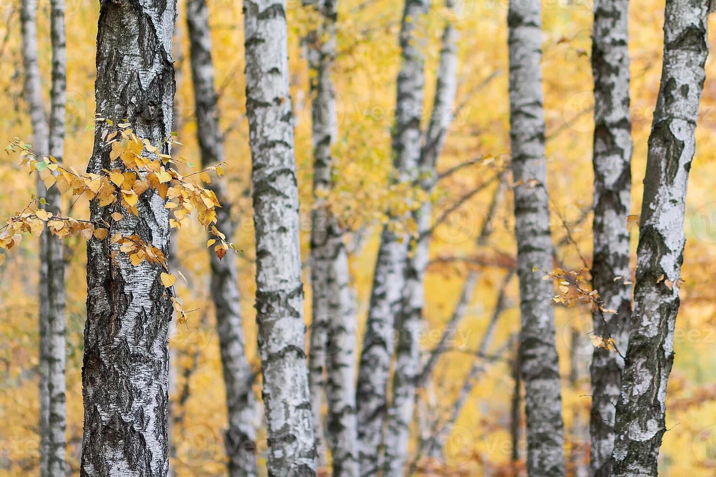 Birch tree grove in autumn colors photo