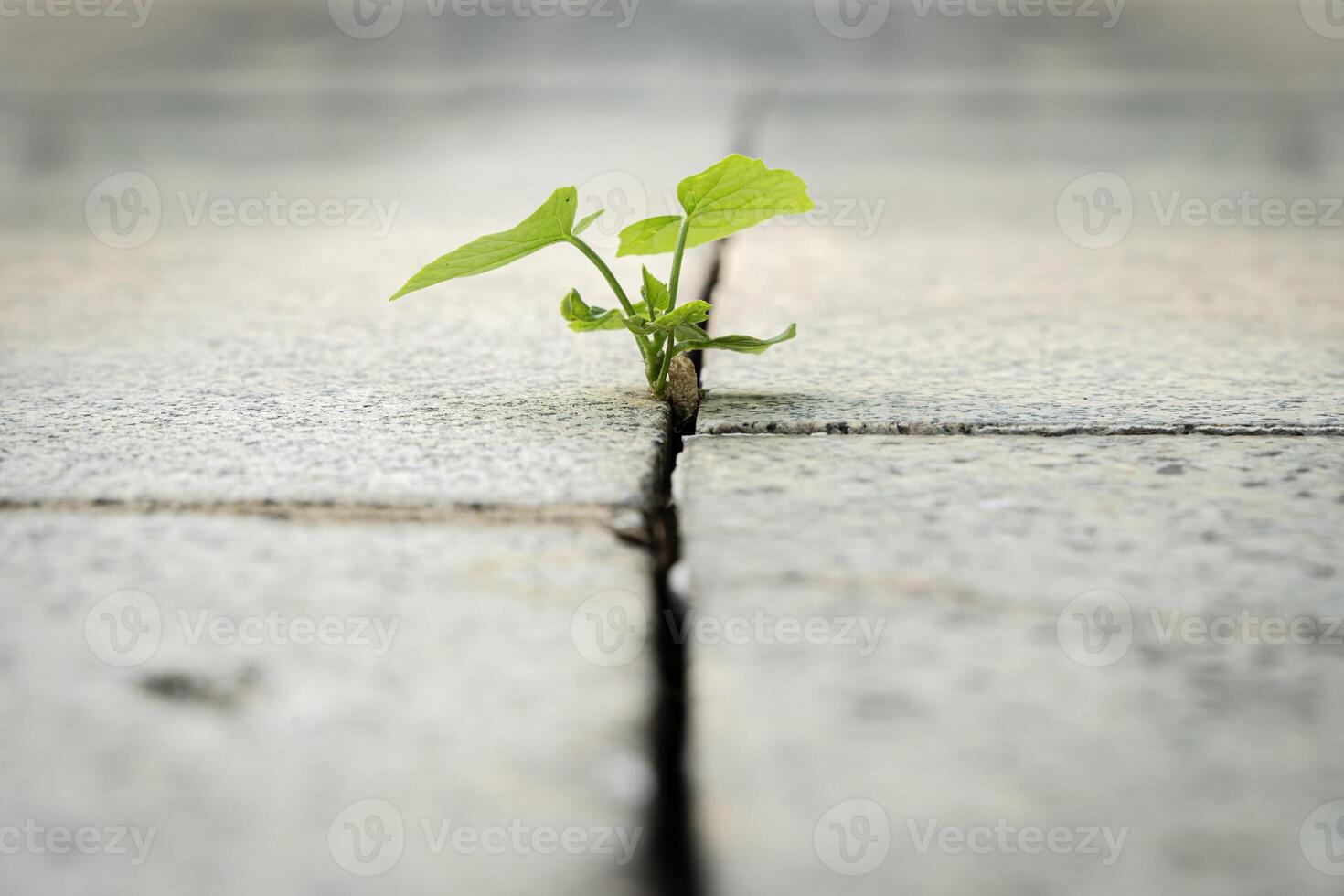 Trees growing at the crevices of asphalt roads. The growth of seedlings sprouts from the crevices of the rocks. When a new start-up business develops and fights. photo