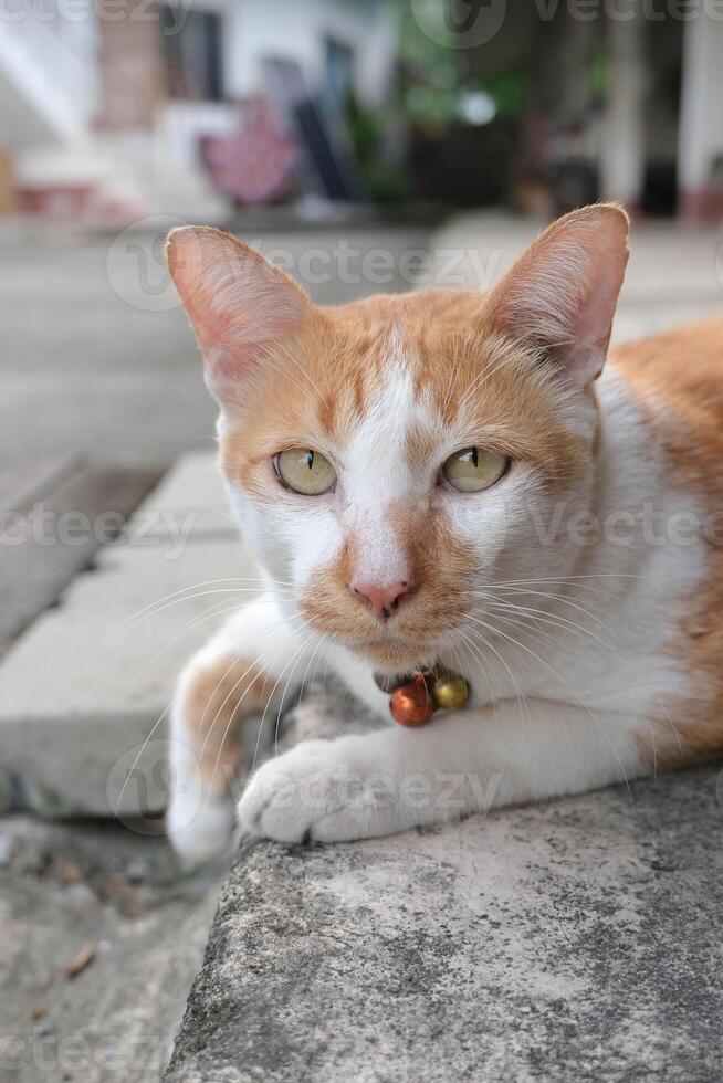 Cute cat looking the camera. photo