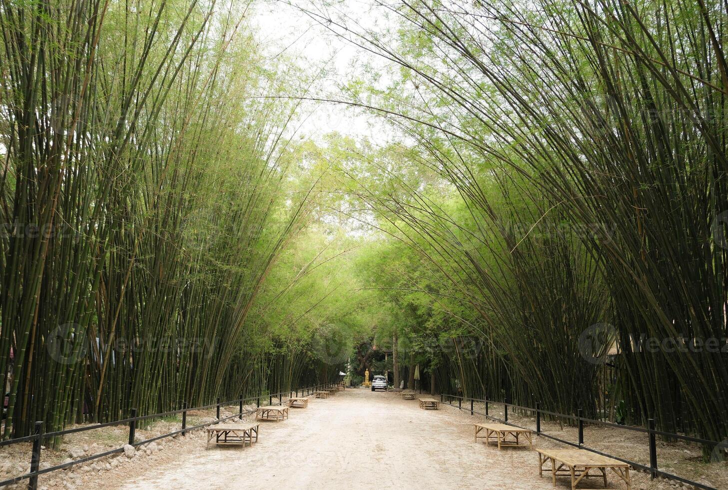 Bamboo grove forest tunnel at Wat Chulabhorn Wanaram of Nakhon Nayok, Thailand. photo