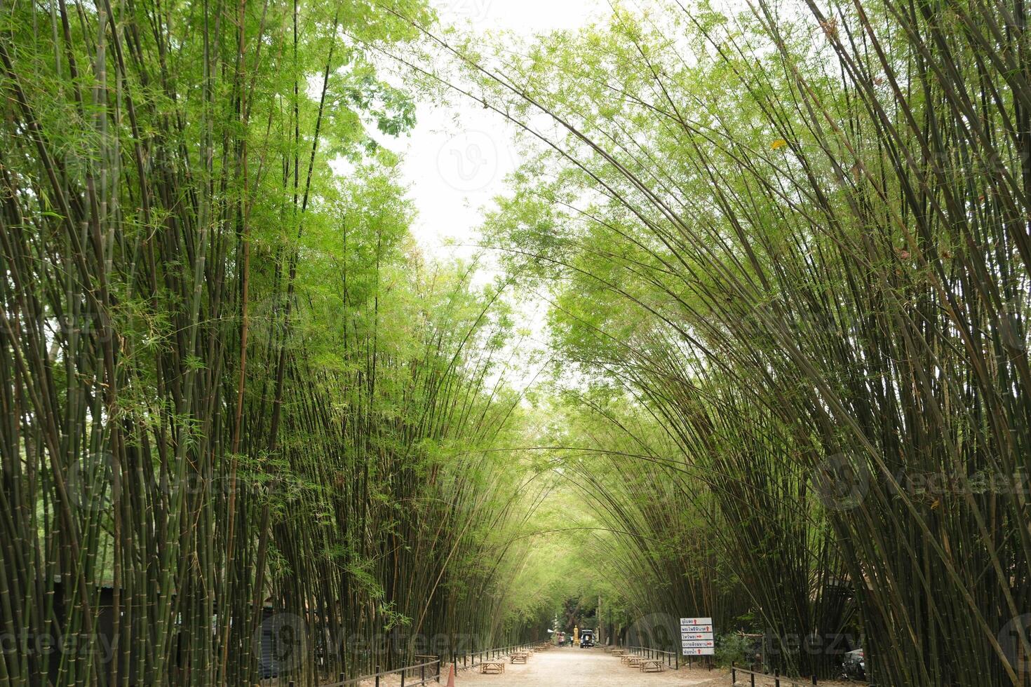 Tunnel bamboo trees and walkway, Banna district, Nakhon Nayok province in Thailand. photo