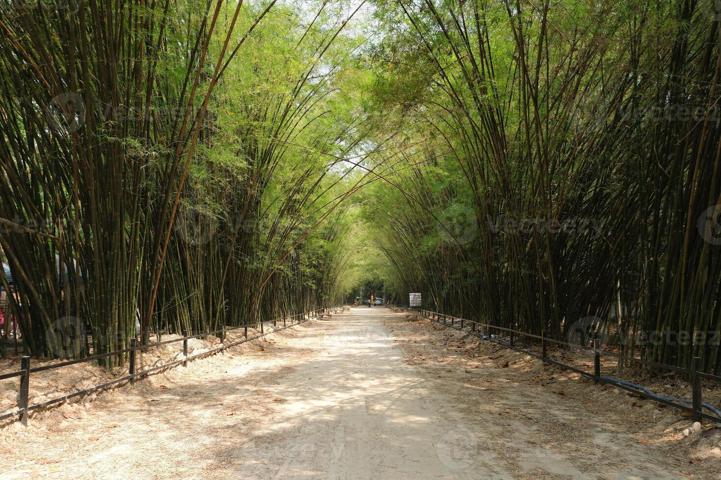 Bamboo grove forest tunnel in Banna, Nakhon Nayok province, Thailand. photo