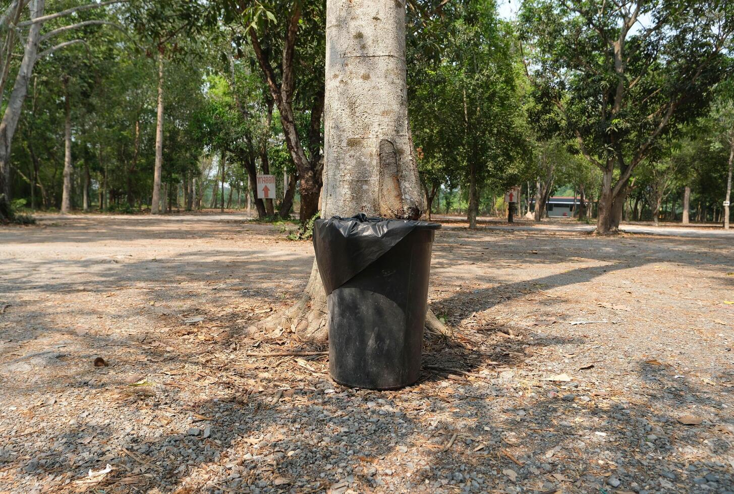 Black bin in front of the big tree with the exit sign. photo