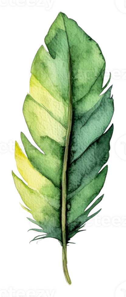 A watercolor painting of a green leaf png