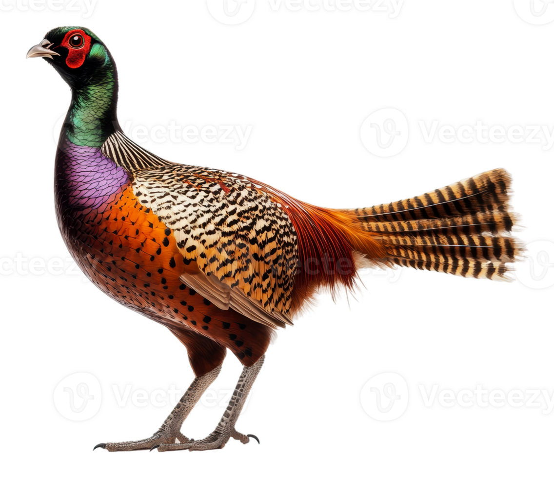 Vibrant pheasant standing in natural pose, cut out - stock . png