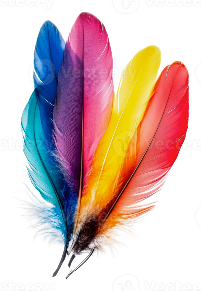 Colorful feathers displayed in vibrant array, cut out - stock . png