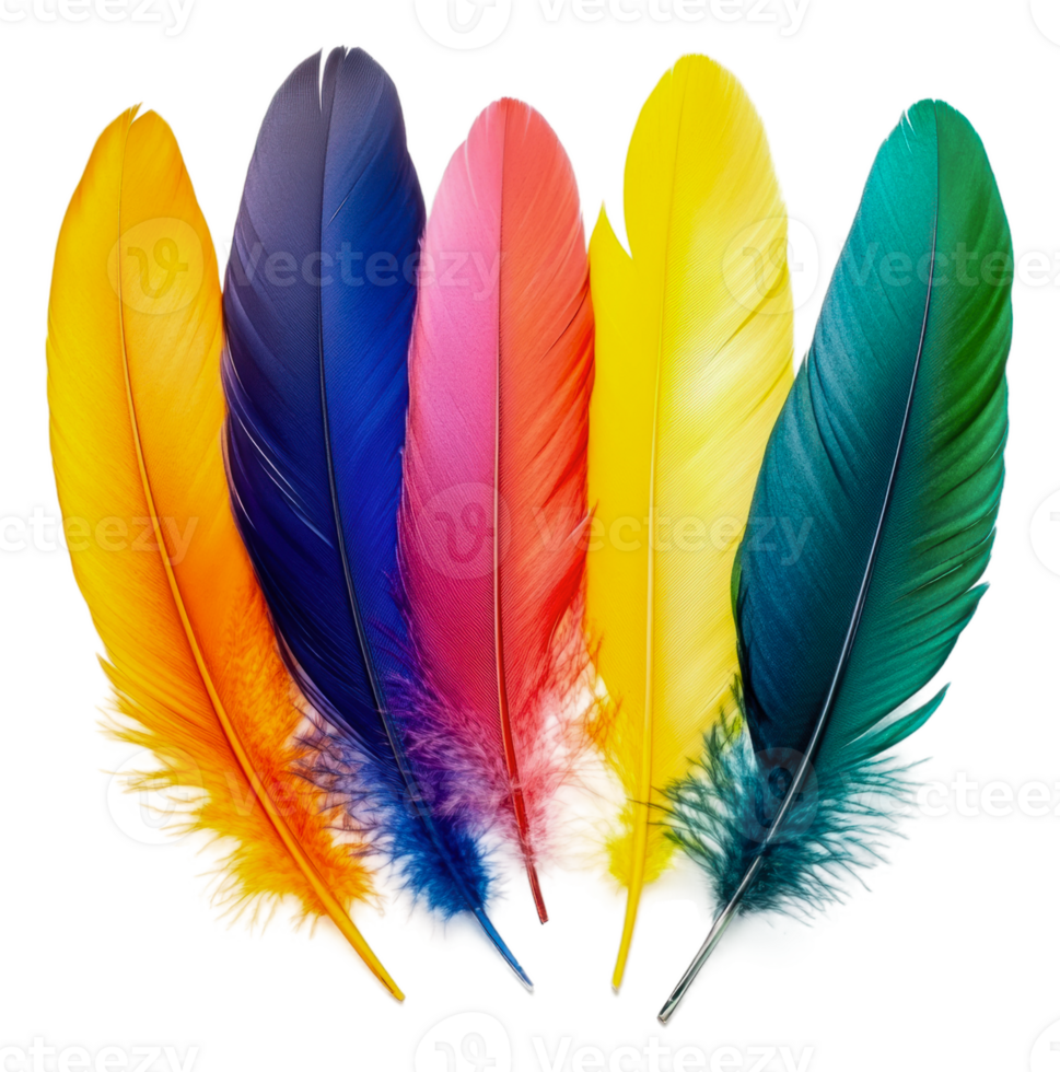 Colorful feathers arranged in a vibrant display, cut out - stock . png