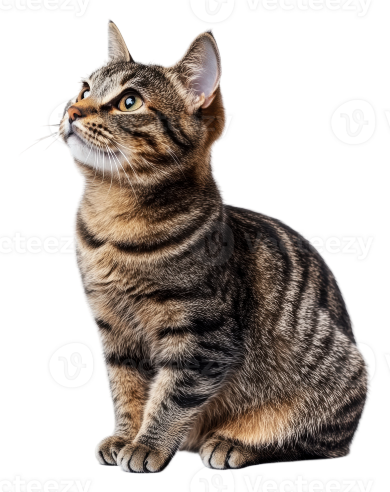 Inquisitive striped cat posing gracefully, cut out - stock . png