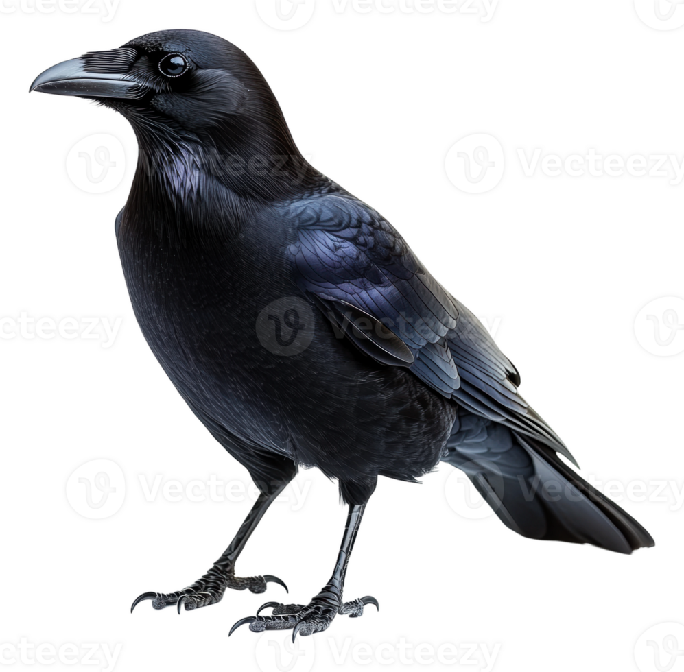 Black raven standing on a branch during daylight, cut out - stock . png