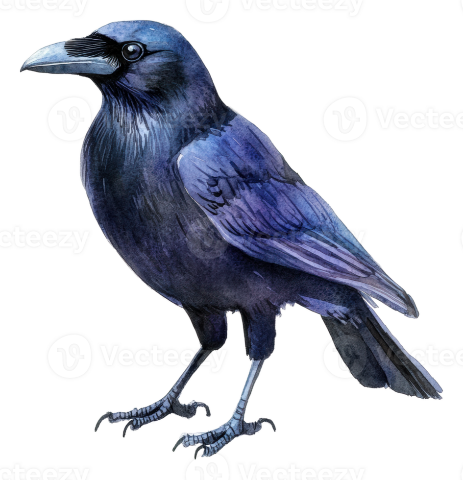 A raven perched gracefully on a branch in daylight, cut out - stock . png