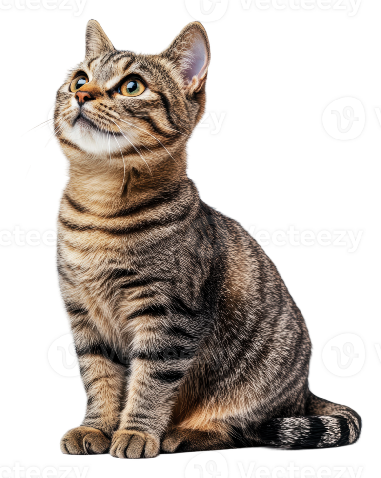 Thoughtful tabby cat gazes up, cut out - stock . png