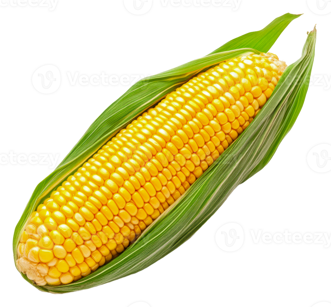 Freshly harvested corn on the cob with husk, cut out - stock . png