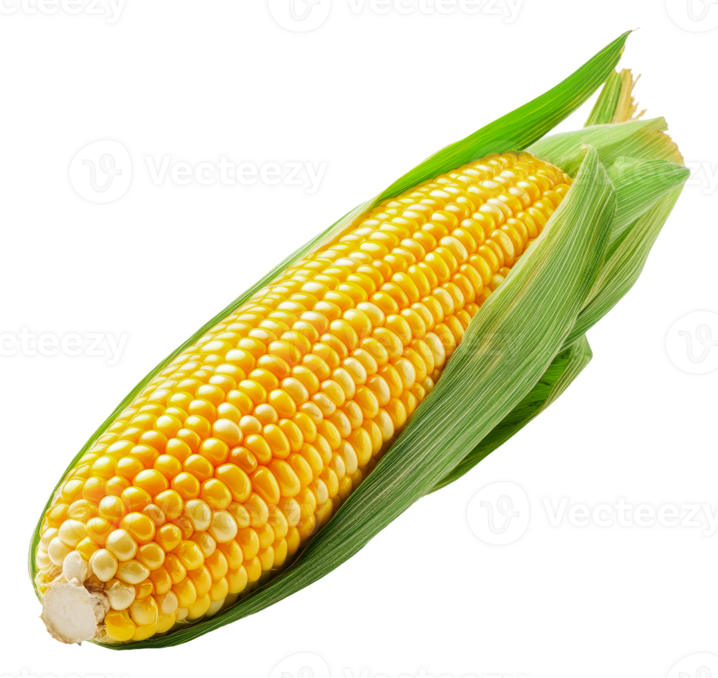 Fresh corn on the cob displayed with green husks, cut out - stock . png