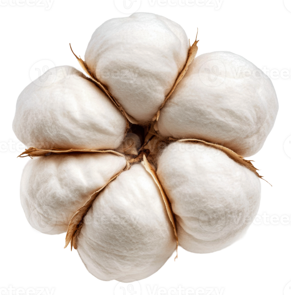 Close-up of cotton bolls harvested in a field, cut out - stock . png