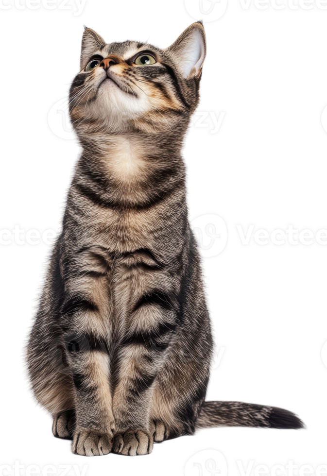 Adorable tabby cat looking up in a studio setting, cut out - stock . png