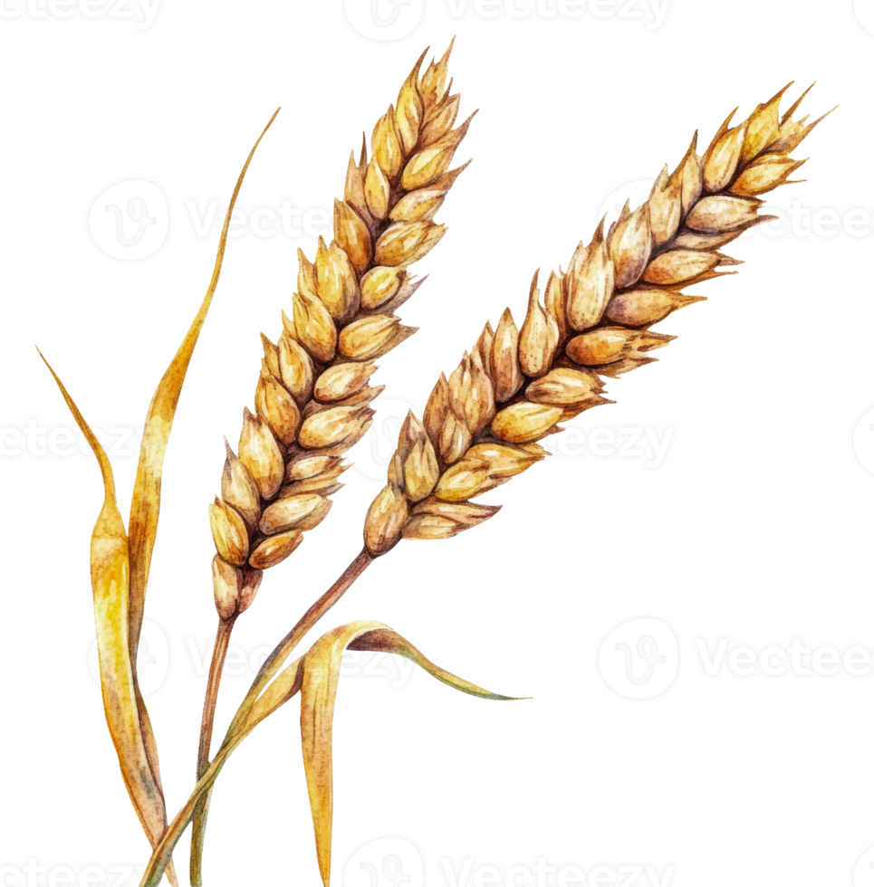 Wheat stalks symbolize autumn's bounty, cut out - stock . png
