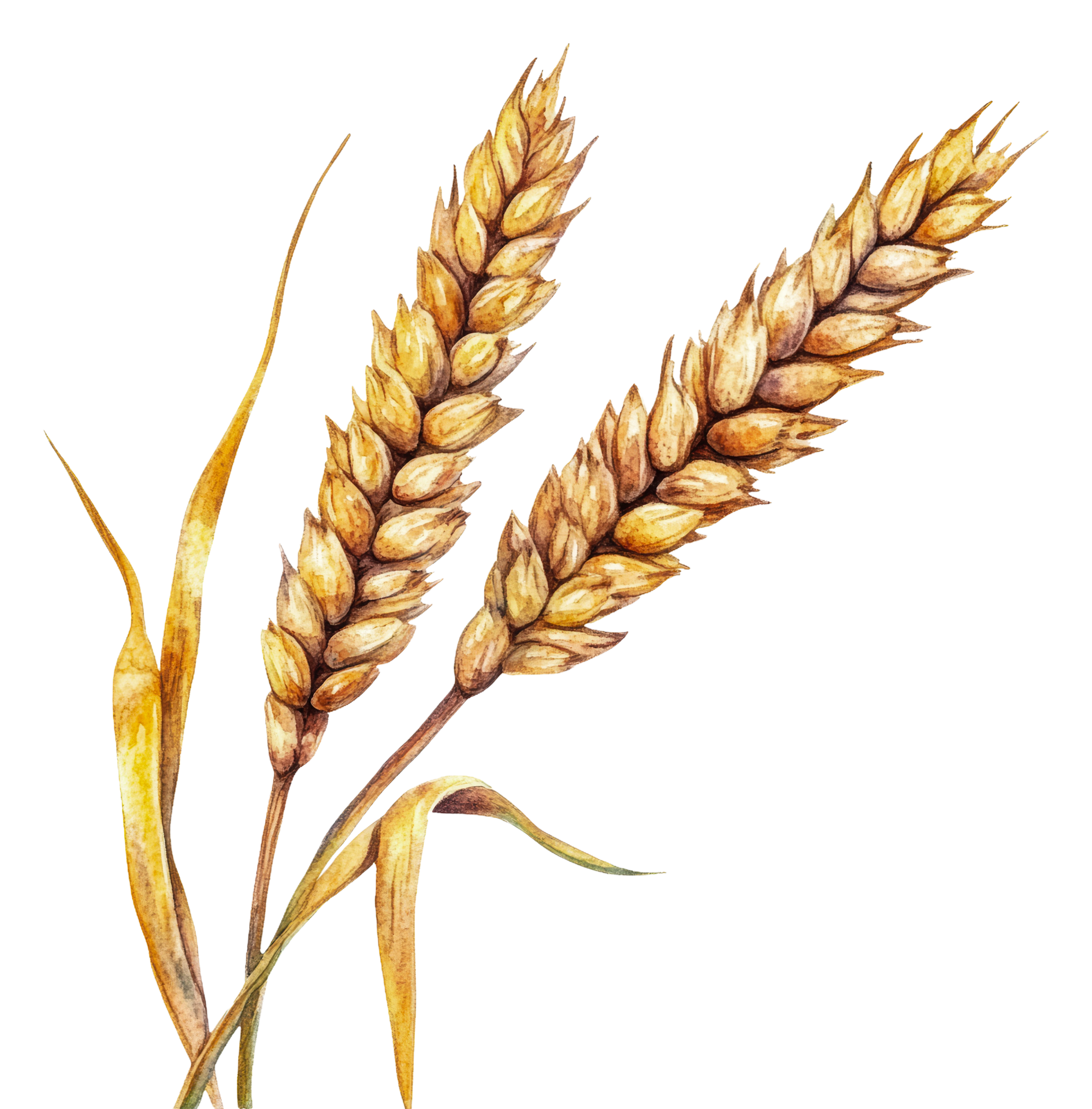 wheat-stalks-symbolize-autumn-s-bounty-cut-out-stock-49974535-png