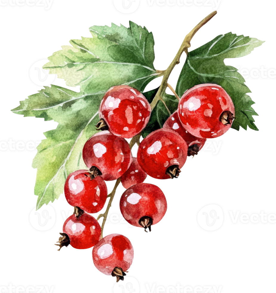 Fresh red currants on branch with green leaves, cut out - stock . png