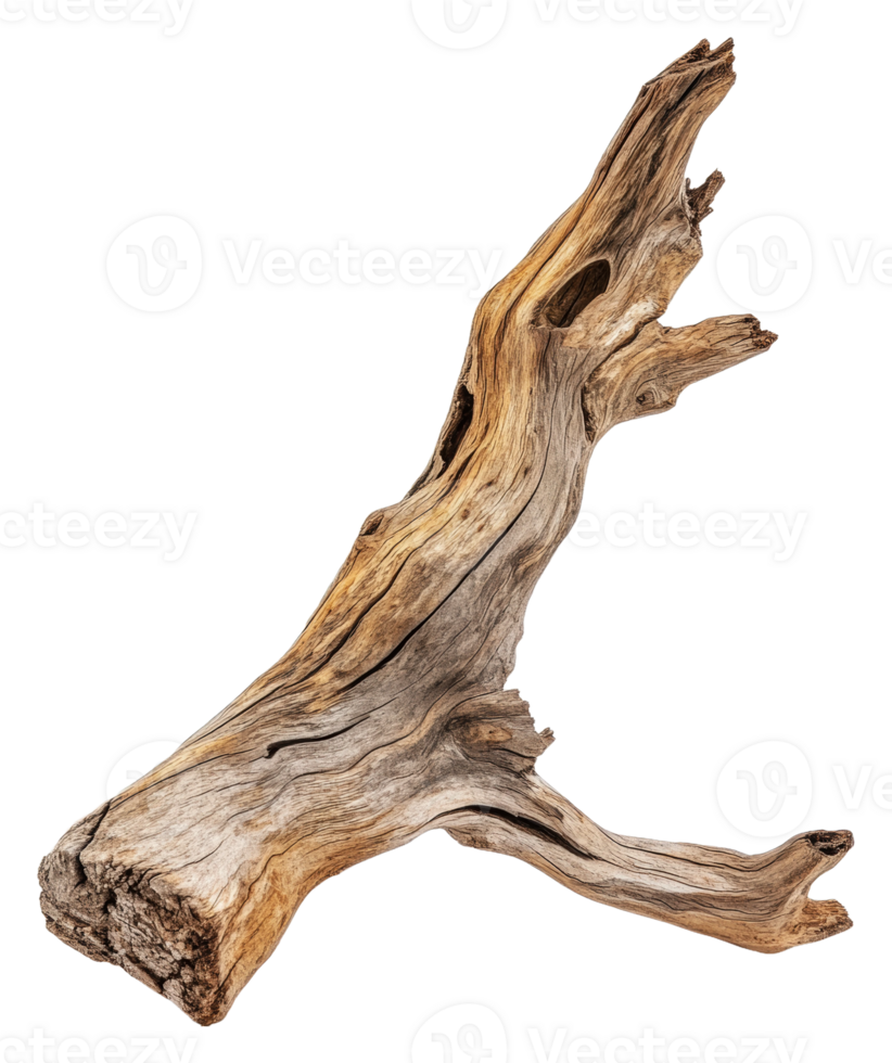 Weathered driftwood with intricate texture, cut out - stock . png
