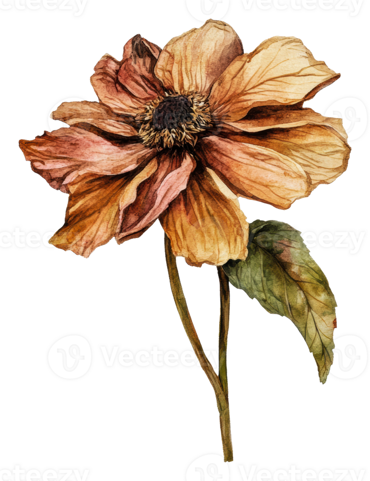 Detailed dried flower illustration, cut out - stock . png