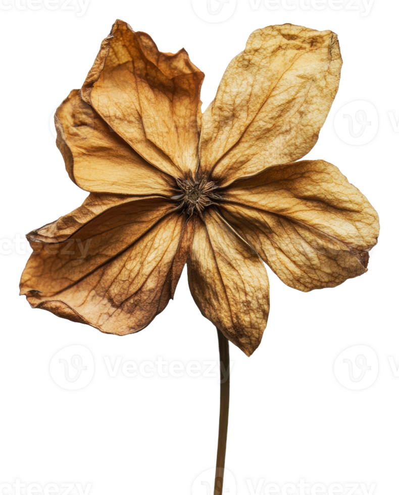 Dried flower with delicate brown petals on display, cut out - stock . png