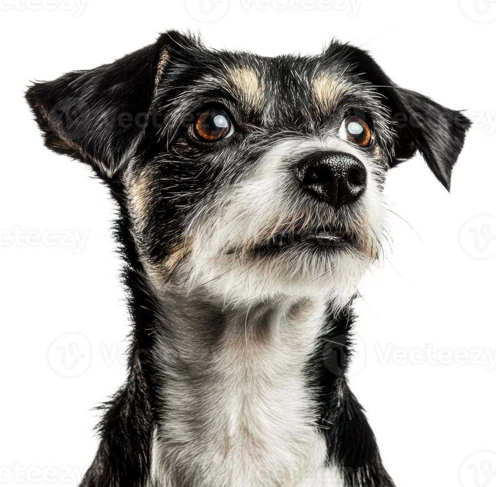 Thoughtful dog in a bright space, cut out - stock . png