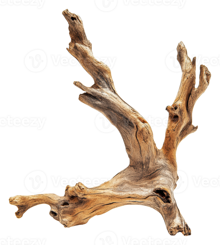 Unique driftwood sculpture from a beach, cut out - stock . png