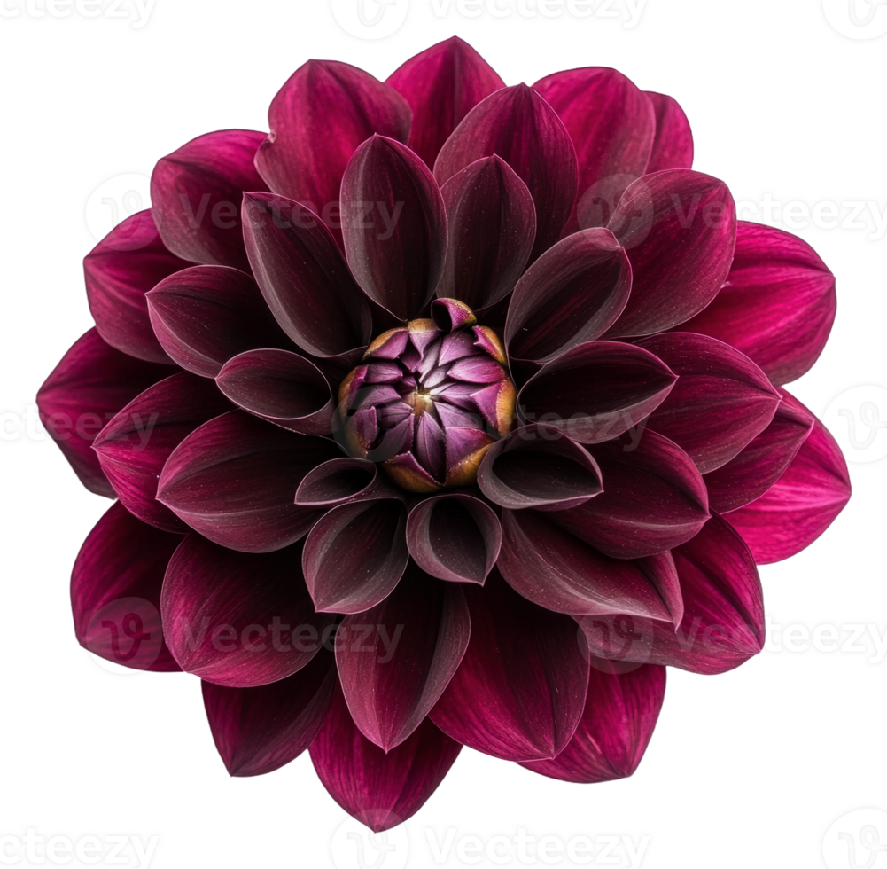 Deep burgundy dahlia in full bloom during summer, cut out - stock . png