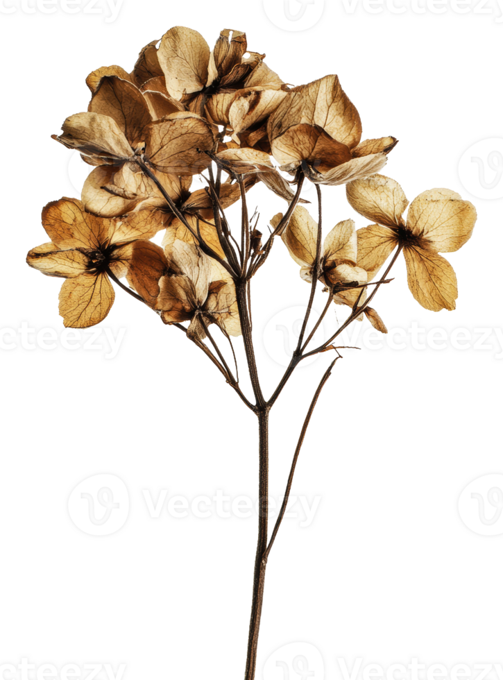 Hydrangeas on a simple backdrop, cut out - stock . png