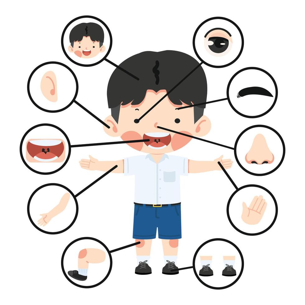 Kid boy with different parts of the body for teaching vector