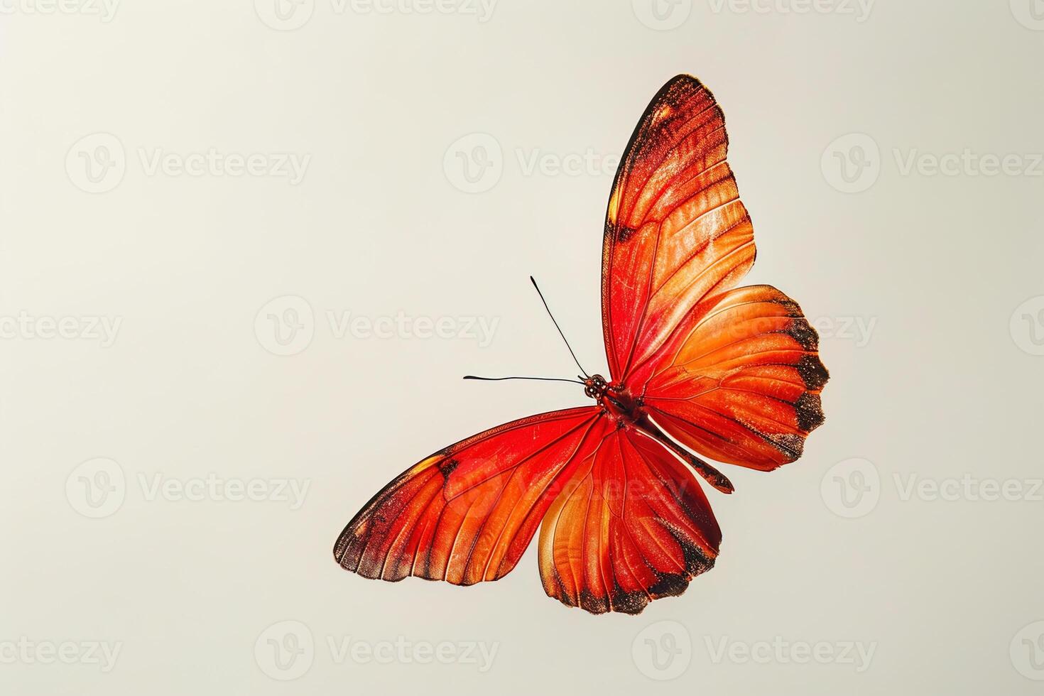 beautiful red butterfly with spread wings isolated on white background photo