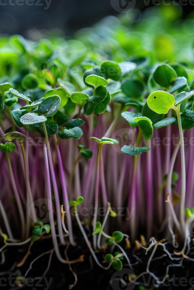 vertical macro image of fresh microgreens sprouts growing selective focus photo