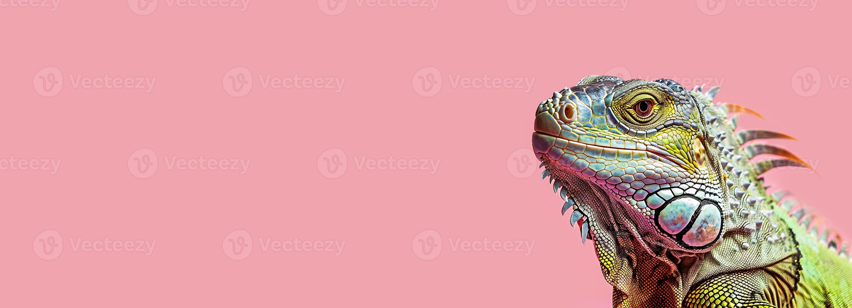 closeup profile portrait of iguana lizard on pale pink background with copy space photo