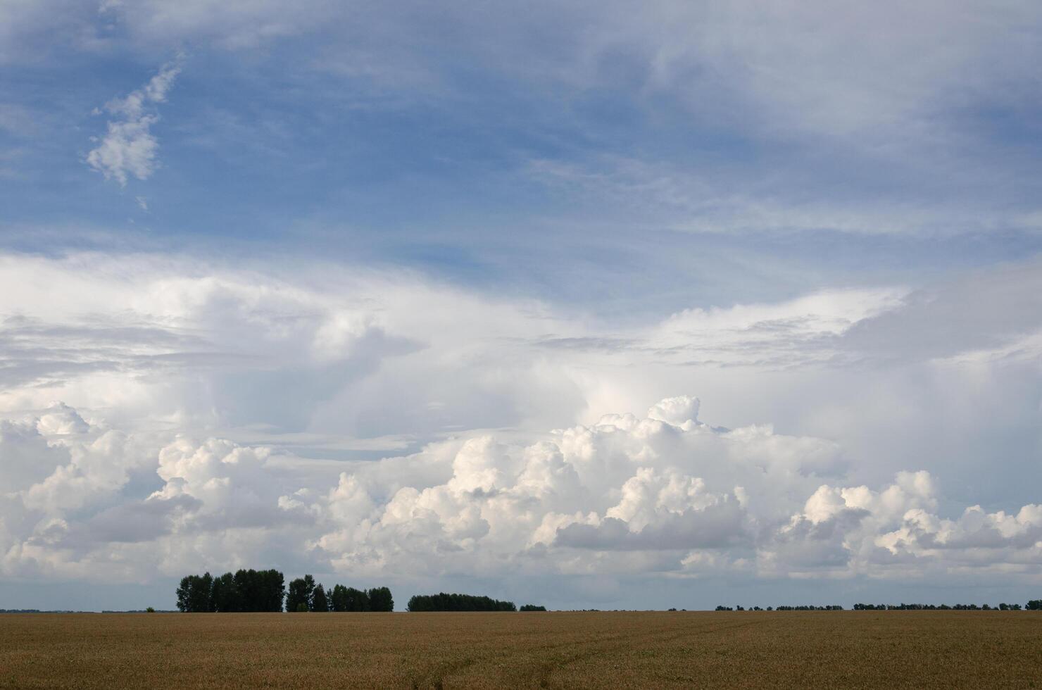 Autumn field to the horizon with several trees and blue sky with white clouds photo