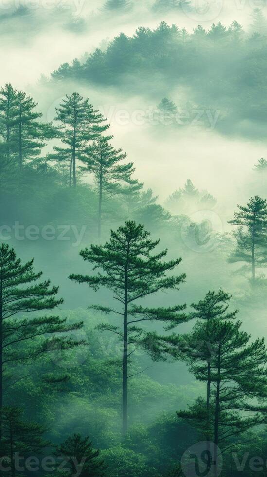 Evergreen coniferous trees emerging from misty forest in the morning photo