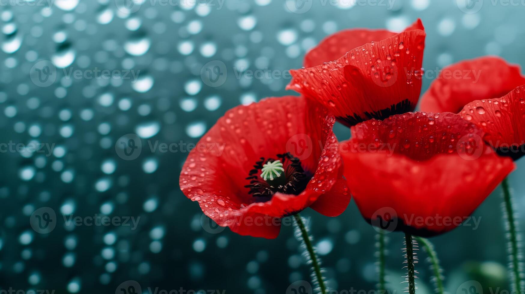Red poppies behind glass droplets forming patterns in the foreground photo