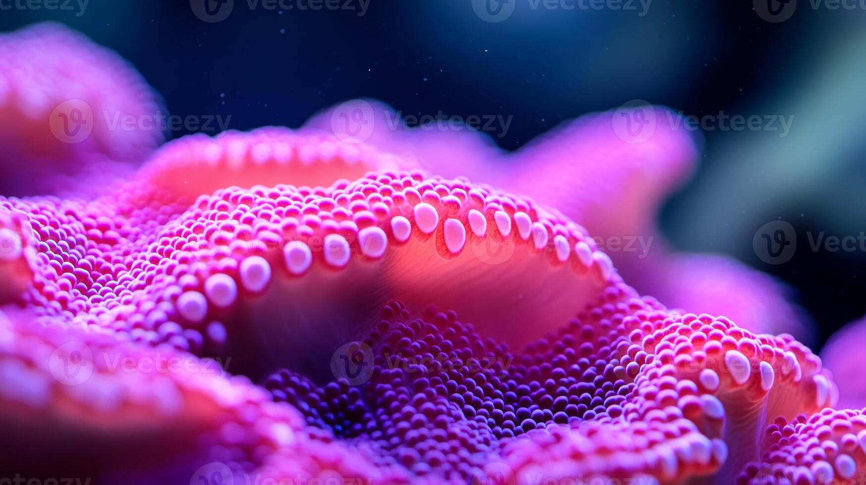 Macro view of coral surface with vibrant colors and small polyps visible photo