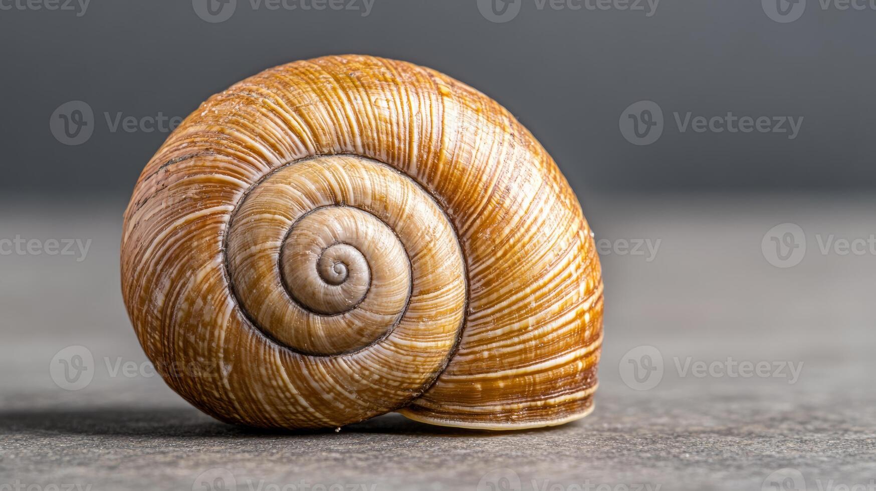 Macro of a snail shell surface with unique ridges and earthy tones photo