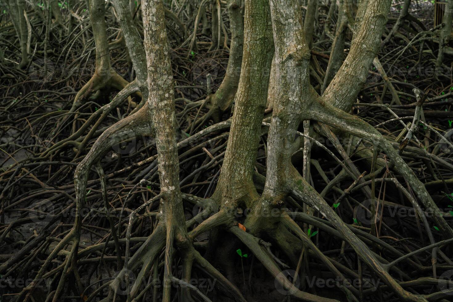 Mangrove roots emerging from muddy swamp waters. Essential habitat in coastal wetlands preserving marine life. Sustainable ecosystem protecting shorelines in tropical regions. Natural carbon sink. photo