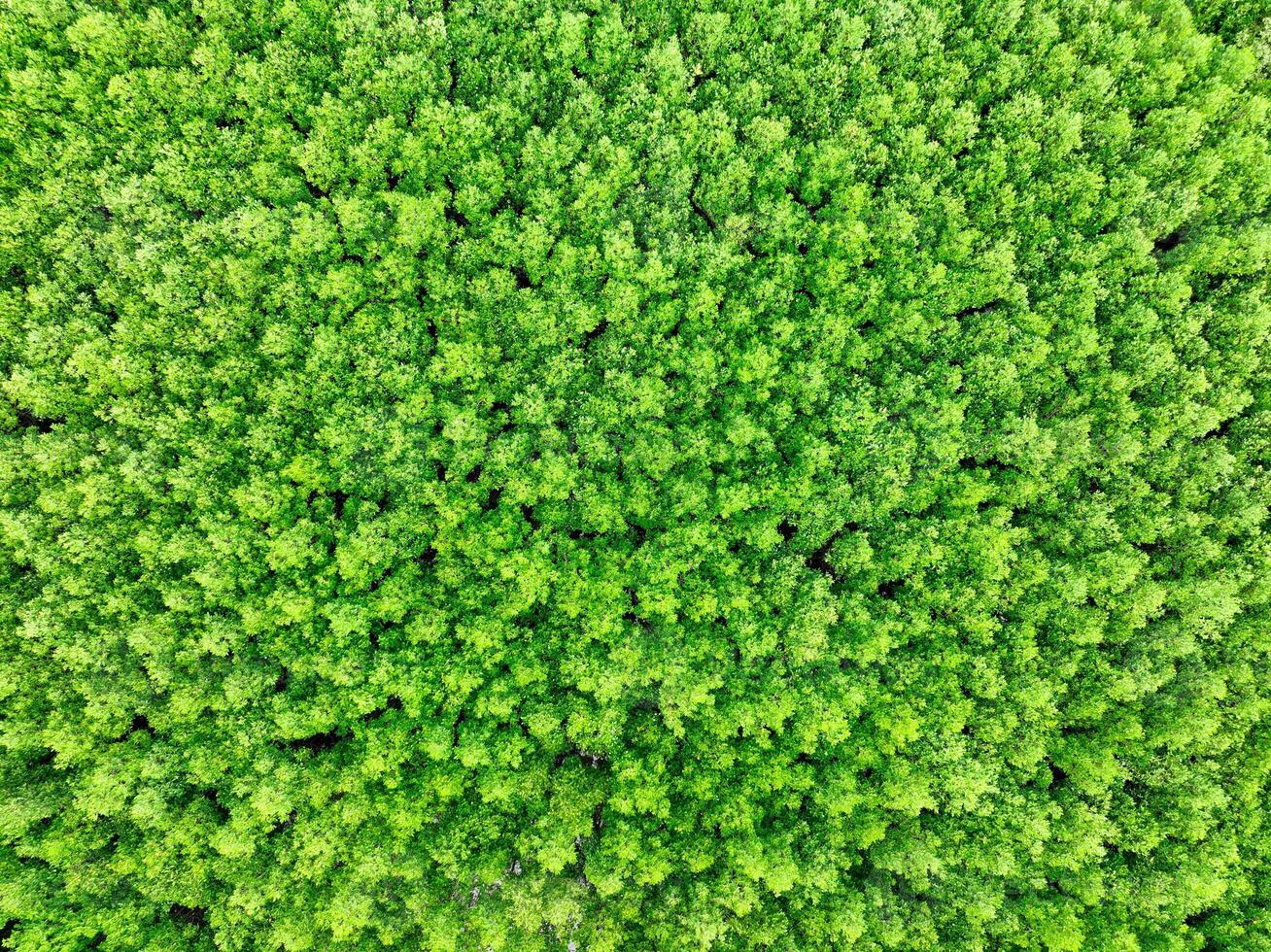 Aerial view green mangrove forest. Natural carbon sinks. Mangroves trees capture CO2. Blue carbon ecosystems. Mangroves absorb carbon dioxide emissions and mitigating global warming. Green ecosystem. photo