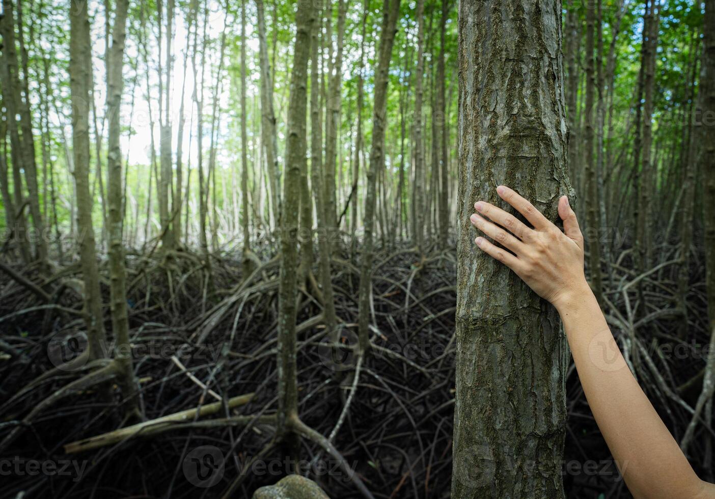 Close-up human hand touching tree trunk in mangrove forest. Carbon capture and role of coastal vegetation in absorbing CO2. Blue carbon ecosystem preservation and environmental awareness in wetlands. photo